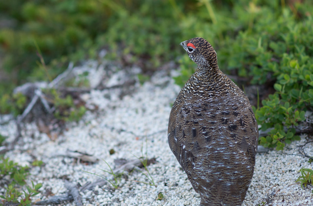 A male raicho (ptarmigan) with its summer plumage.