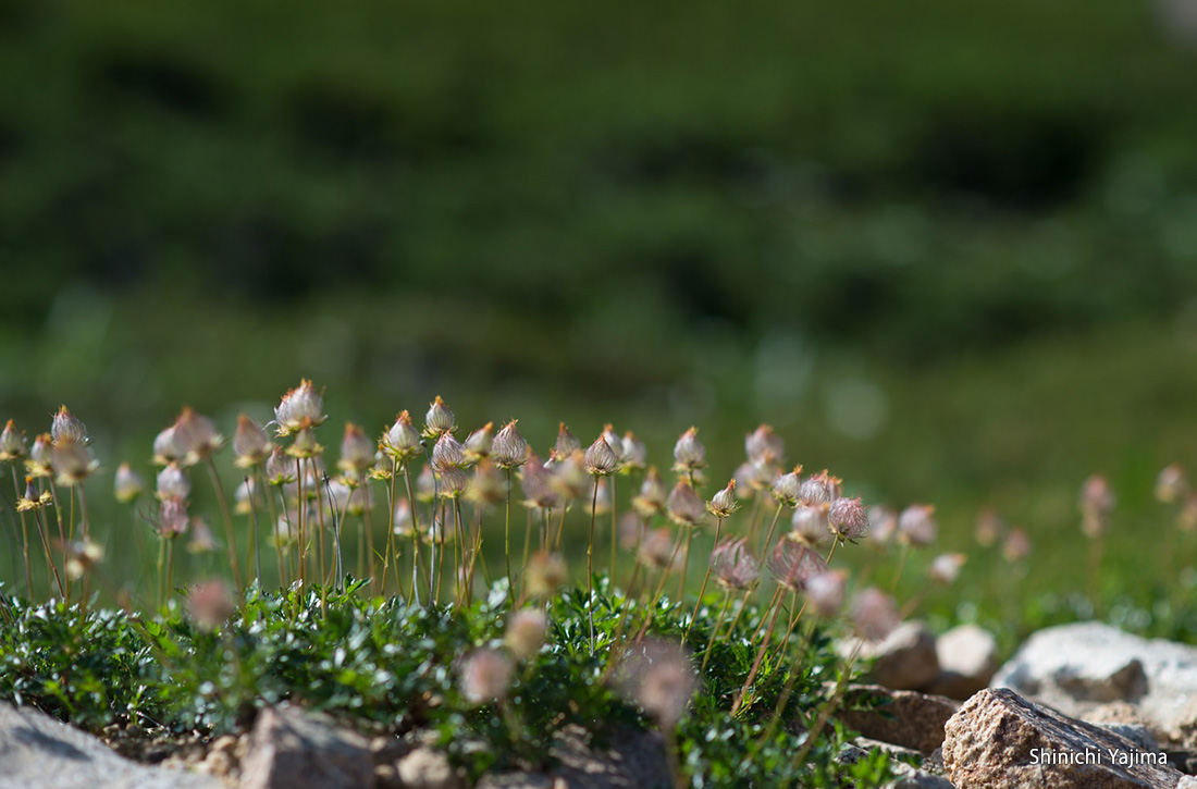 Chinguruma flowers with fluff growing in the gravel.