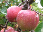 แอปเปิ้ล ผลไม้ขึ้นชื่อของอะซูมิโน่